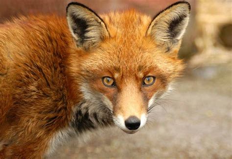  L'Oiseau Blanc et Magique: Un Conte Qui Exploite la Rusé et le Désir Inconditionnel !